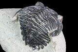 Bargain, Hollardops Trilobite - Visible Eye Facets #105980-5